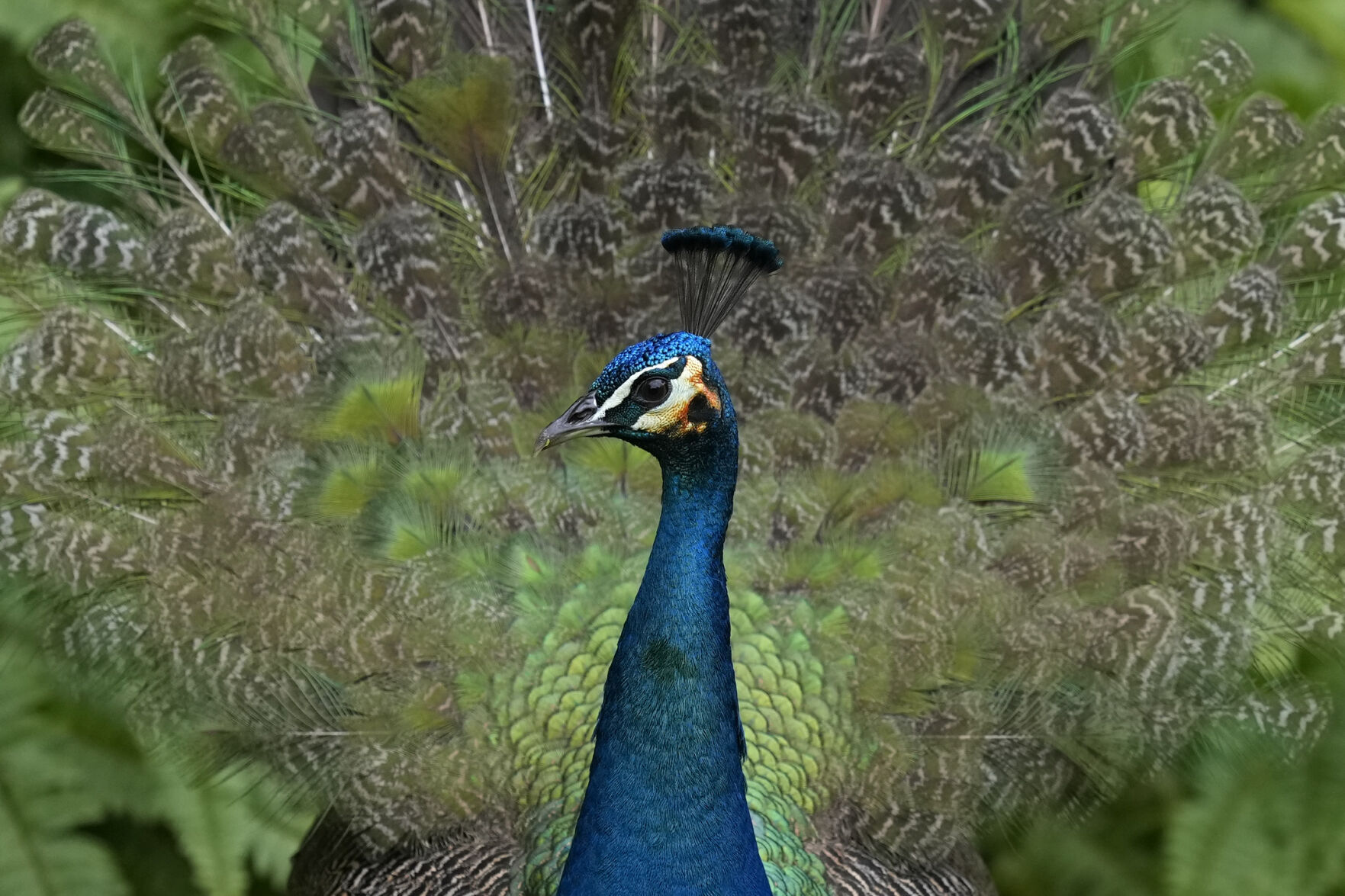APTOPIX Miami Peacocks